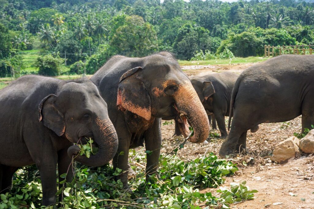 Elefants